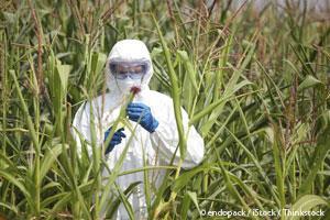 gmo-corn-field